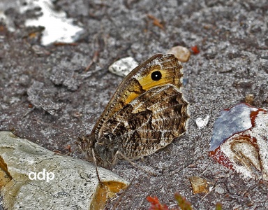 Grayling, Hipparchia semele, Alan Prowse